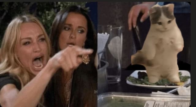 $wyac $michi 

The woman can yell at all cats. This will likely be the first $1B cat meme.